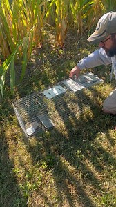 Watch Instructions and ease of use large live trap. on Amazon Live