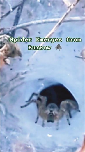 Burrowing Wolf Spider Close Up! #nature #wildlife #pixel6 #films #shortfilm #spider #web