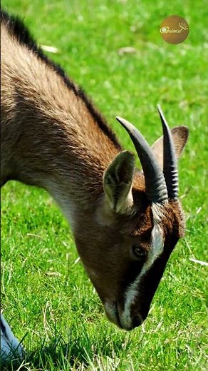 Short Legs, Big Appetite: The Cute Dwarf Goat