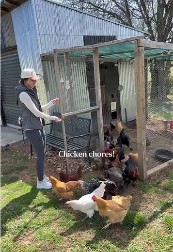 Chicken Coop Cleaning: Backyard Chicken Chores
