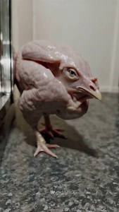 Skinless chicken or alien creature? You decide! 👽🐔😱 | Ali Aboutine