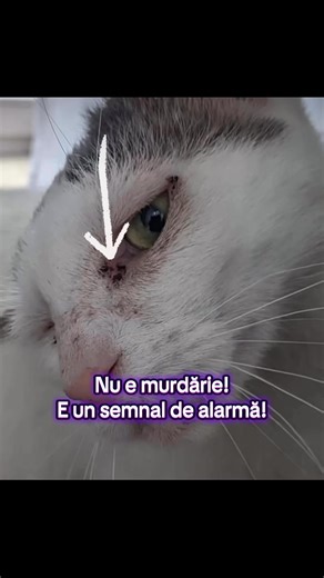 ⚠️Acea mică depunere închisă la culoare din unghiul intern al ochilor pisicii tale nu este “murdărie”! Se numește epiforă și apare atunci când lacrimile nu se drenează corespunzător. 💔Pisicile nu plâng emoțional așa cum o fac oamenii. Dar corpul lor arată disconfortul în alte moduri. Aceste secreții pot fi cauzate de: • Canale lacrimale înfundate • Iritații oculare sau conjunctivită • Infecții ale căilor respiratorii superioare • Conformația feței (în special la pisicile cu fața turtită- brahic
