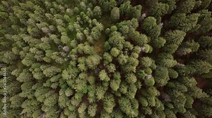 moving forward Top down view on a spruce forest