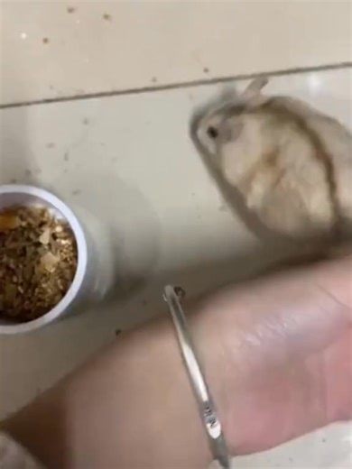 Haha hamster angry #angry #hamster | Hamster House