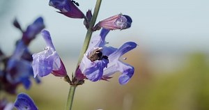 clip-1062429799-bee-pollinating-flowers-salvia-officinalis-sage