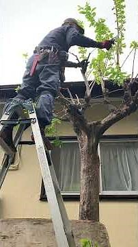 キンモクセイの剪定 #いがらしガーデン #bonsai #再生栽培 #ショート #剪定 #gardening #庭作業 #ガーデニング