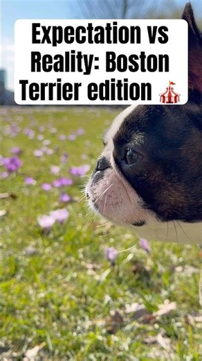 POV: What I thought life with a Boston Terrier would be vs reality 🎪 #puppy #cuteanimals #funnypets