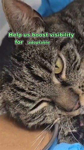 Adoptable Brown Tabby Piet