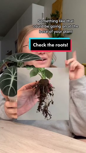 Inspecting Black Velvet Alocasia Roots for Healthy Growth