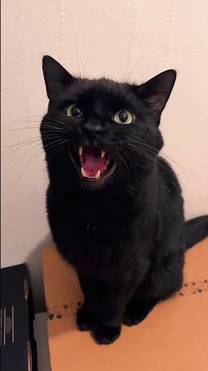 The Loudest Meows You’ll here - Cat-versation with Lucifere🐈‍⬛🐾 #talkingcat