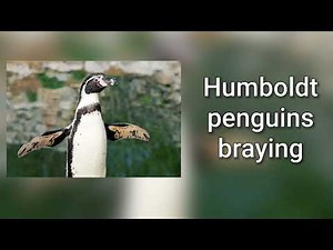 Sound of Humboldt penguins braying