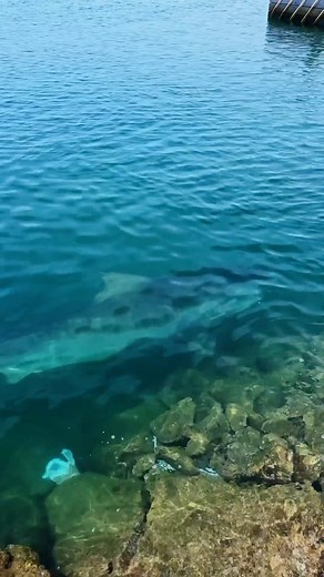 4.2M views · 272 reactions | The things you see at Waianae Boat Harbor… beeg 麗 | Brian D. Greene | Facebook