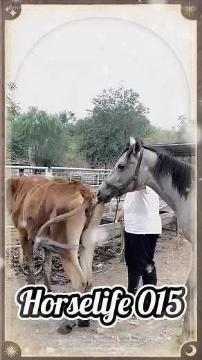 Horse and Cow Breeding Insights for Today