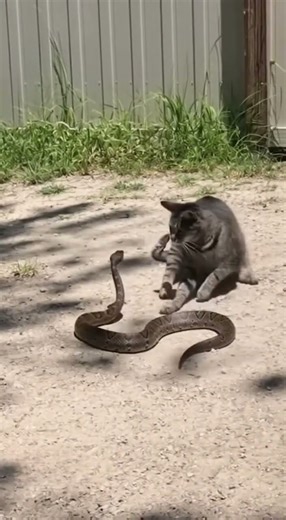 Cat vs Snake Who Wins This Wild Showdown?
