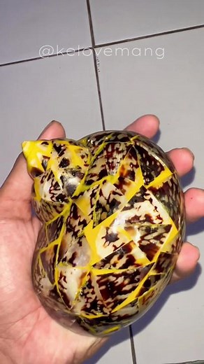 Evakuasi Kelomang: Membantu Kelomang Tanpa Cangkang