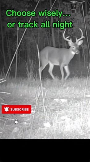 Massive Buck Caught in Rare Moment #deerseason #hunting #wildlife