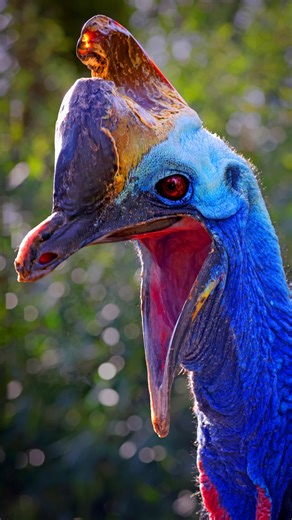 15 datos sorprendentes sobre el casuario. 🦤 #casuario #ave #australia #selva #planetaanimalmx #animal | Planeta Animal