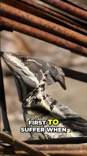 Amphibians vs. Reptiles: Earth's Pioneering Land Explorers #shorts