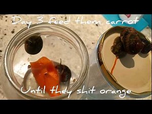 how to prepare ordinary common house/ garden snails to eat