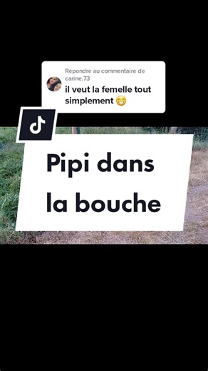 Comportement des boucs en période de chaleur