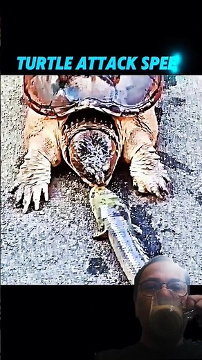 😱😱 Turtle and Cat: Who’s Faster? #turtle #cat #wildlife #animals #trending