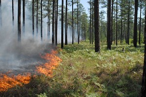 Quest for the Longleaf Pine Ecosystem - A Quest for the Longleaf Pine Ecosystem