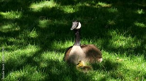 Goslings Canada goose, Brant canadian on green meadow with parents in bright sunlight in woodland area, Family Of ringed waterfowl in natural habitat, Frankfurt, Germany, bird migration.