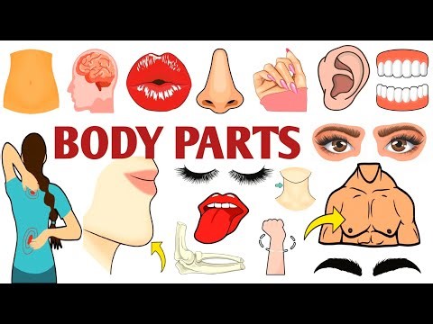 Parts of the Body | Parts of the Body for LKG Kids | Learn Body Parts & Sense Organs | #partsofbody