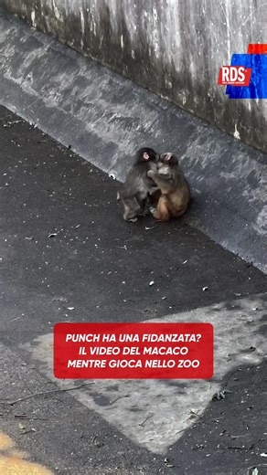 Punch: Il Felice Macaco Che Conquista il Web