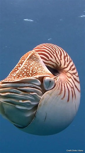 Chambered Nautilus