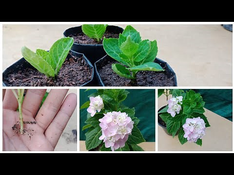 How To Grow Hydrangea Plant from cuttings , hydrangea plant propagation in easy and simple way