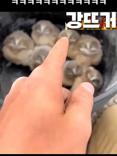 그날 조류는 떠올렸다, 재미있는 순간들