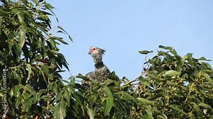 Southern screamer (Chauna torquata) also known as the Crested Screamer flies in to join its mate on top of a large Eucalyptus tree in Southern Brazil. Both birds make their distinctive call.