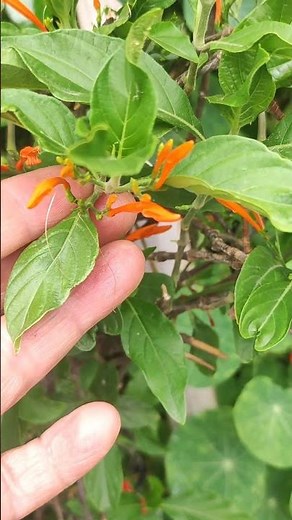 💕Muicle: Una planta medicinal,que debes tener en tu jardín...Día de la fascinación de las plantas🥰♥️