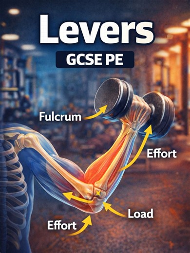 Levers Learn all about levers in GCSE PE! Discover the three types of levers in the body, how muscles, bones, and joints work together, and how they create movement in sports and exercise. #PE #education #school #gcse #body