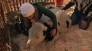 NH Chronicle: Cow Cuddling