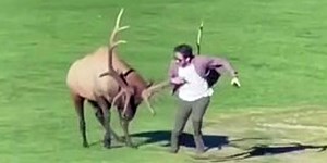 Watch: 'Stressed' bull elk charges at photographer in Estes Park, Colorado