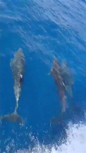 Amazing Sea Life Swimming Right Below Us | Hidden Beauty Beneath the Ocean Surface