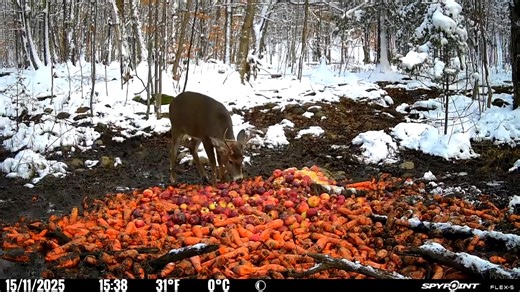 Un 6 pointes live | Michael Morin