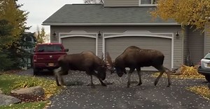 The Full, Original Suburban Moose Fight Without the Obnoxious Commentary