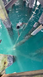 9.5M views · 123K reactions | Sekali tikam ikan monster langsung naik #villagers #survive #fyp #vodviral | Melkias Elona | Facebook