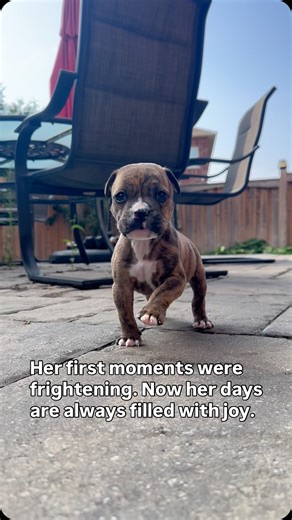 Maggie was found on a June morning as a newborn puppy. She was cold and barely moving. She needed help right away, and our team acted fast. Bottle feeds every two hours. Warmth. Medical care. And a foster home filled with patience and love. 🐶❤️ Maggie survived because our community stepped in. She is now a joyful, spirited part of a loving family, and her story is a reminder of what your support makes possible every day at PHS. 🐶❤️ This holiday season, we have a fundraising goal of $75,000 to 