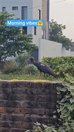 Good morning 🌼 | Birds 🐧#shorts #viral #trending #nature