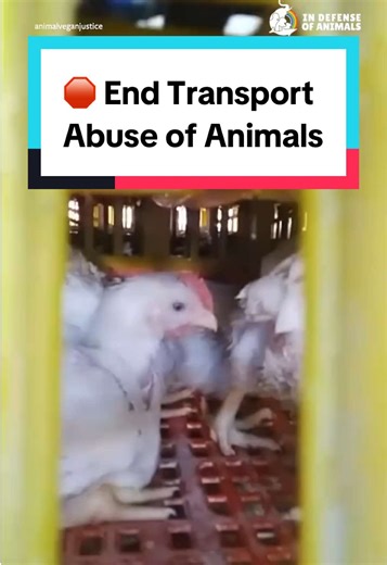 The Humane Transport of Farmed Animals Act is the bare minimum. It would simply enforce basic protections for farmed animals while they’re transported between facilities that exploit them, or on the way to slaughter. There is nothing humane about using and killing animals, especially for unnecessary products. Tell Congress: pass the Humane Transport of Farmed Animals Act. It’s the least they can do. Act now and consider donating to support our work for farmed animals - Link in bio. Please share 