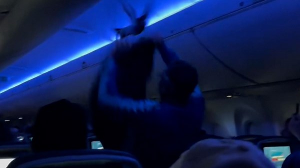 Pigeons found loose on airplane