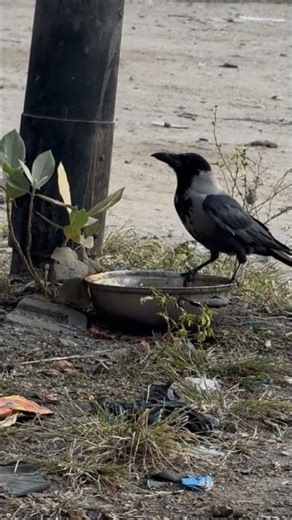 Randomly captured crow videos #shorts