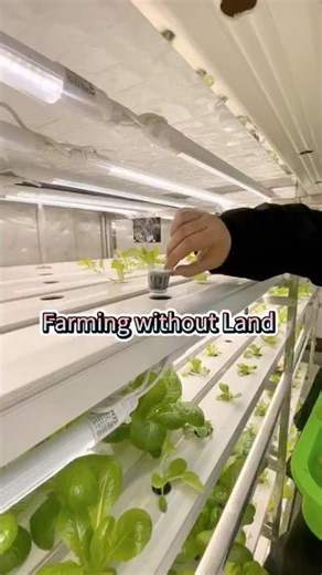 The Future of Farming: NFT Hydroponic Container for Fresh Local Vegetables #containerfarming