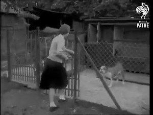 Awesome vintage English Bulldog video from 1953. 😊❤ courtesy of the British Pathé. #BulldogHistory #ILoveBulldogs #OneofaKindBulldogs | One of a Kind Bulldogs Inc.