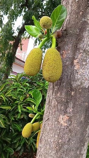 🥭🥭🥭🍐🍐🍐#gaonlife #nature #plants #yt #shorts