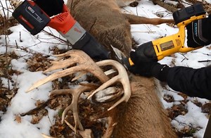 Cops, citizens save stuck deer